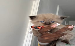 Ragdoll cats for sale:  Gorgeous fluffy chocolate ragdoll kittens🐾🥹 - Image 18