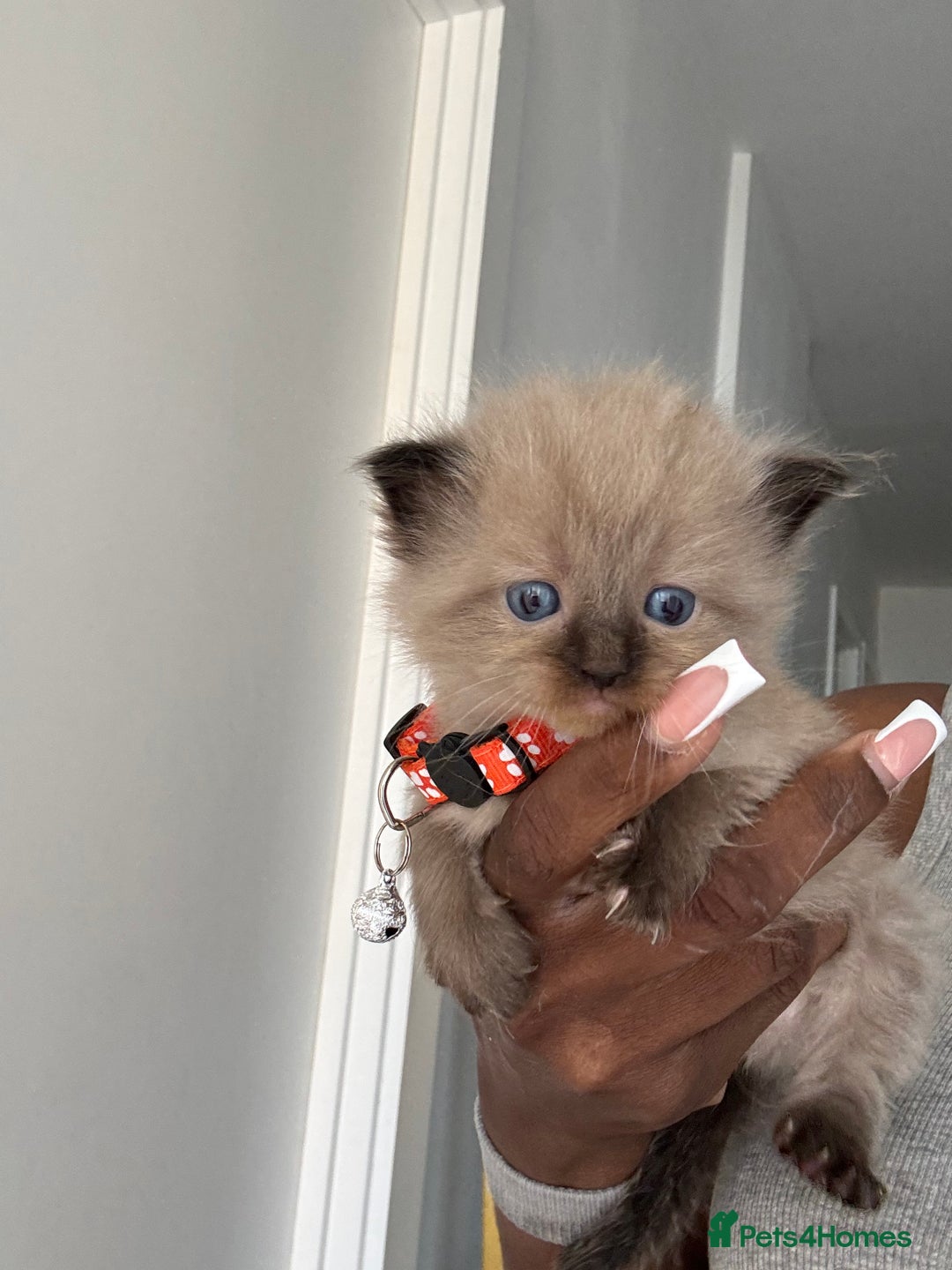Ragdoll cats for sale:  Gorgeous fluffy chocolate ragdoll kittens🐾🥹 - Image 18