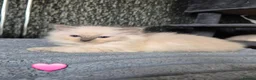 Ragdoll cats for sale: DNA tested Ragdoll kittens  - Advert 7