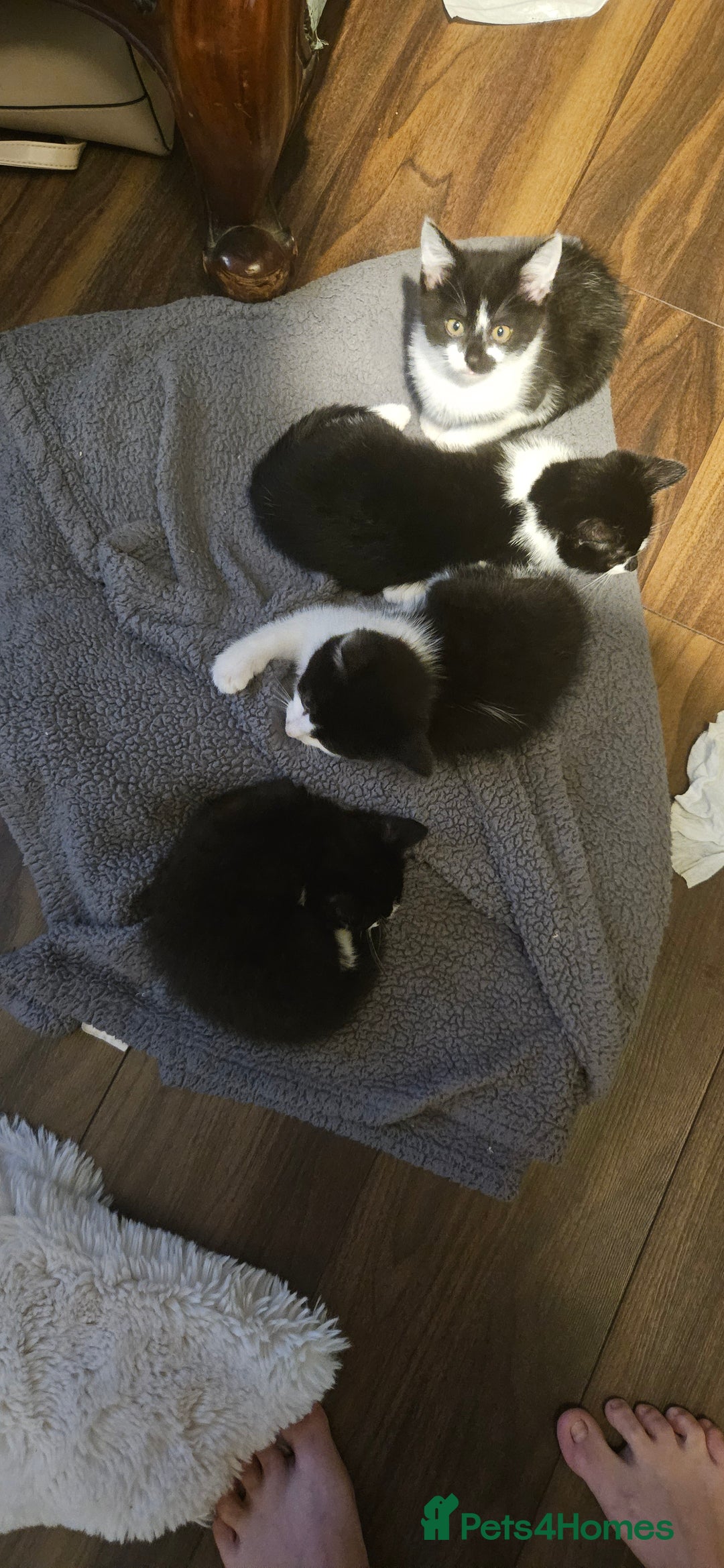 Mixed Breed cats for sale: 11 week old kittens ready for new homes  - Image 5