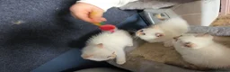 British Shorthair cats for sale: Beautiful British Shorthair girls available   in Basildon - Advert 28