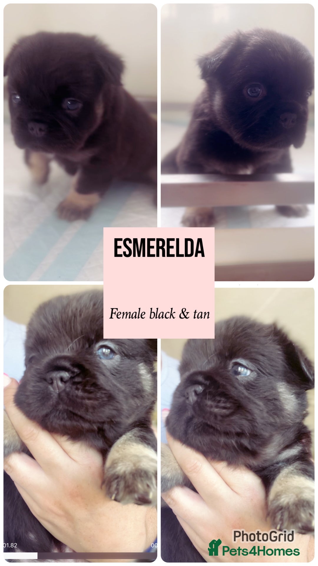 French Bulldog dogs for sale: Champion line fluffy kc French bulldog top quality - Image 3