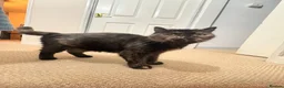 Persian cats for sale: Beautiful Persian/ Exotic kittens 🩵🩷 in Yeovil - Advert 1