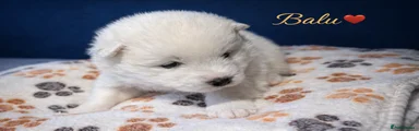 Samoyed Puppy 3 * Balu 