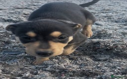 Mixed Breed dogs for sale: Bedlington/whippet Lurcher puppies - Image 13