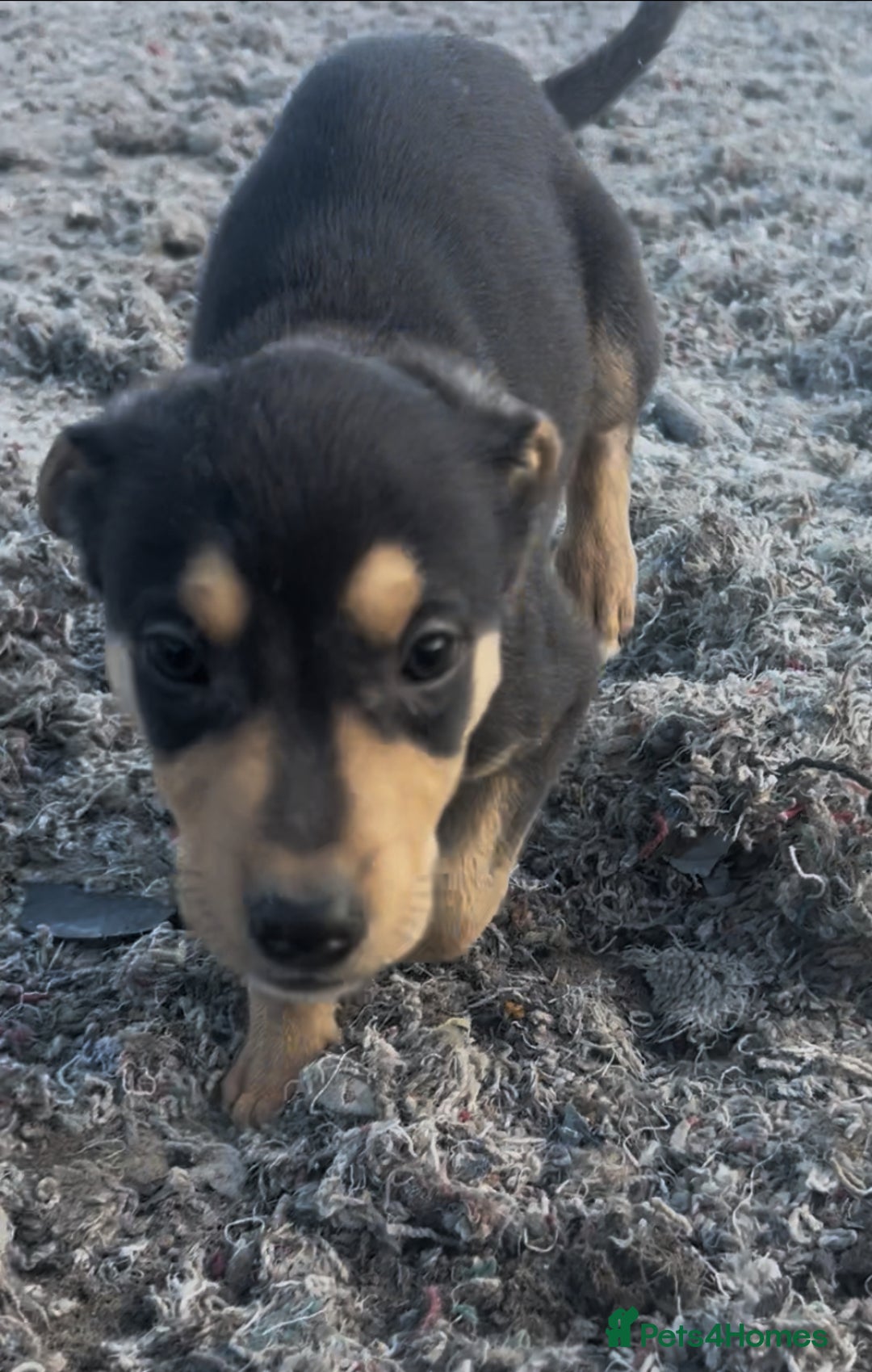 Mixed Breed dogs for sale: Bedlington/whippet Lurcher puppies - Image 13