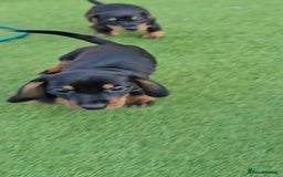 Miniature Dachshund dogs for sale:  Miniature Dachshunds ready to go Friday 19th Sept - Image 37