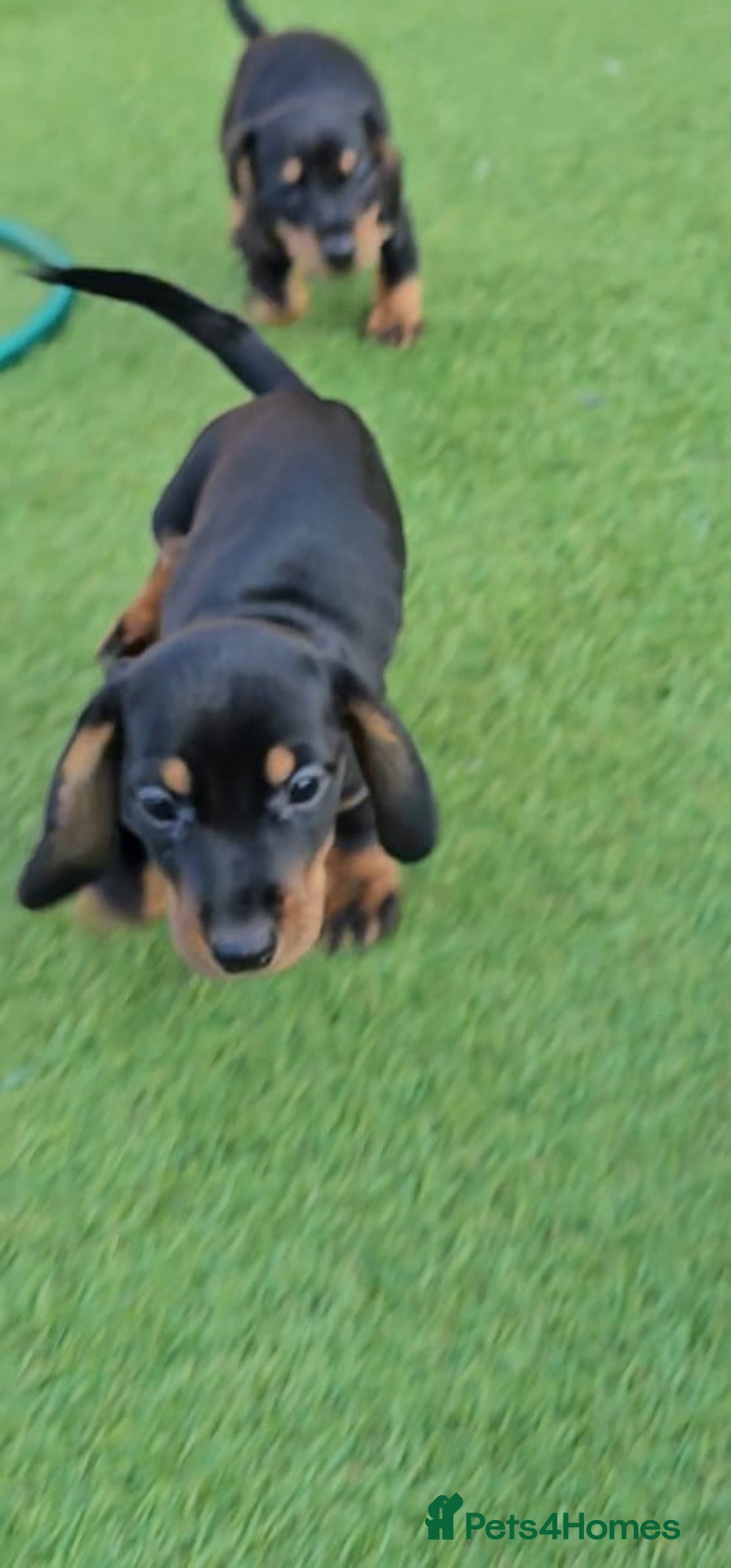 Miniature Dachshund dogs for sale:  Miniature Dachshunds ready to go Friday 19th Sept - Image 37