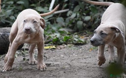 Mixed Breed dogs for sale: Mixed Breed w/Lurcher Mix Puppies ready for a home - Image 8
