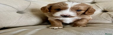 Mixed Breed Puppy 4