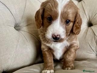 Mixed Breed dogs - Advert 26