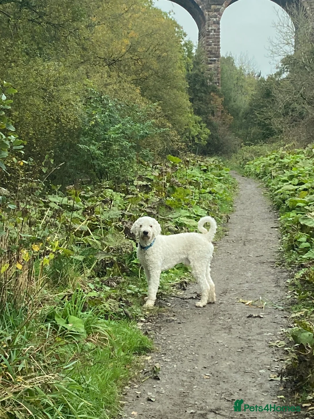 Goldendoodle dogs for stud: Standard multigenerational goldendoodle for stud - Advert 9