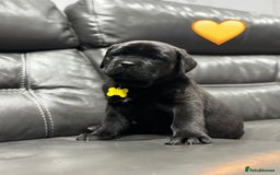 Cane Corso dogs for sale: Chunky Cane Corso Cross Pups – Ready Next Week! - Image 8