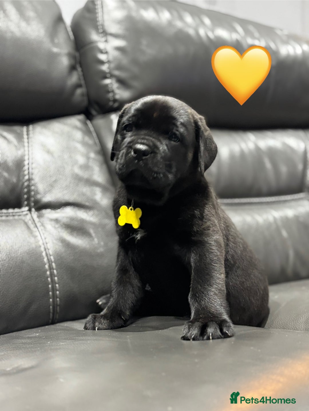 Cane Corso dogs for sale: Chunky Cane Corso Cross Pups – Ready Next Week! - Image 8