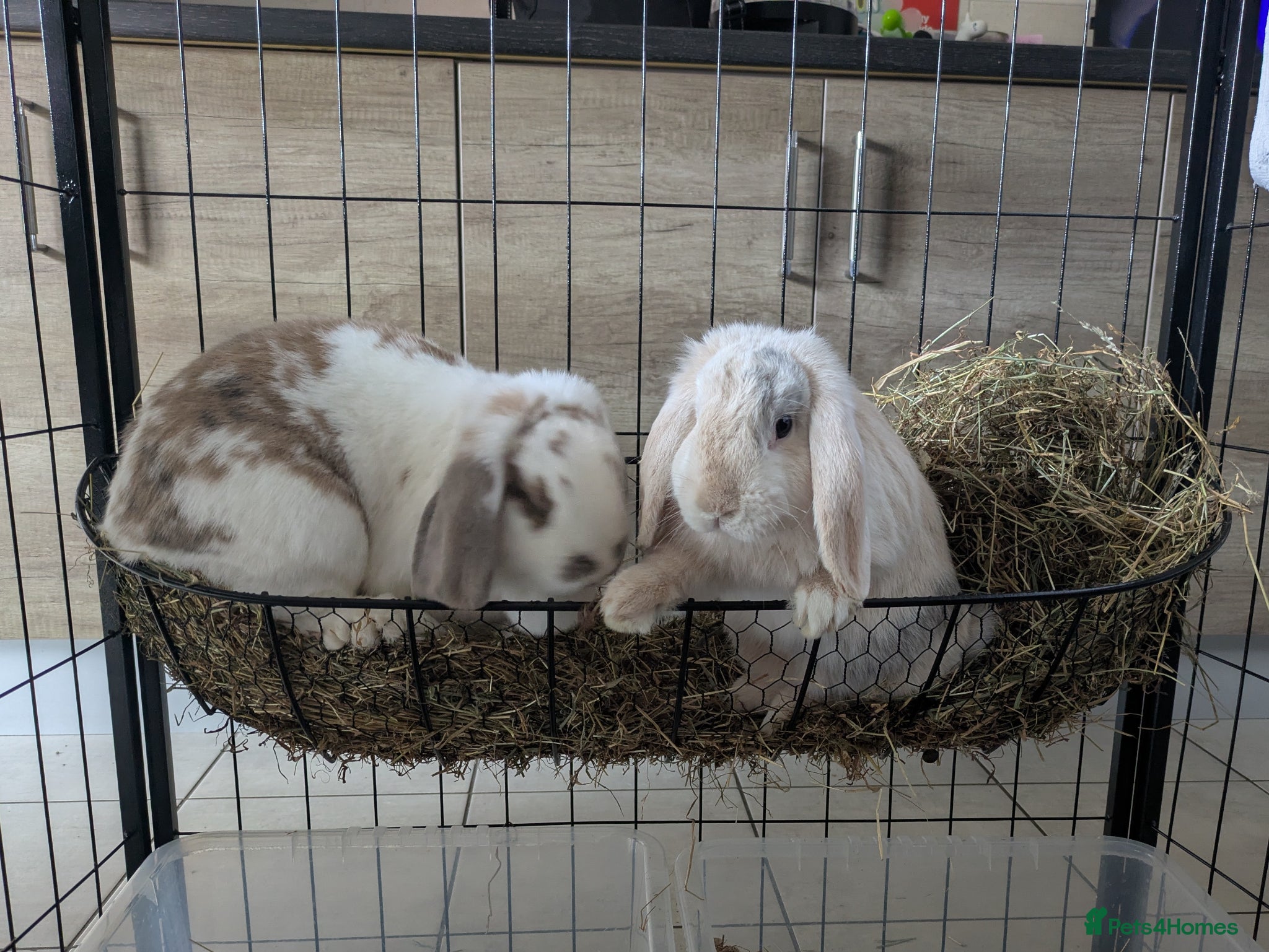 Mini Lop rabbits Beautiful Bunnies.  - Advert 2