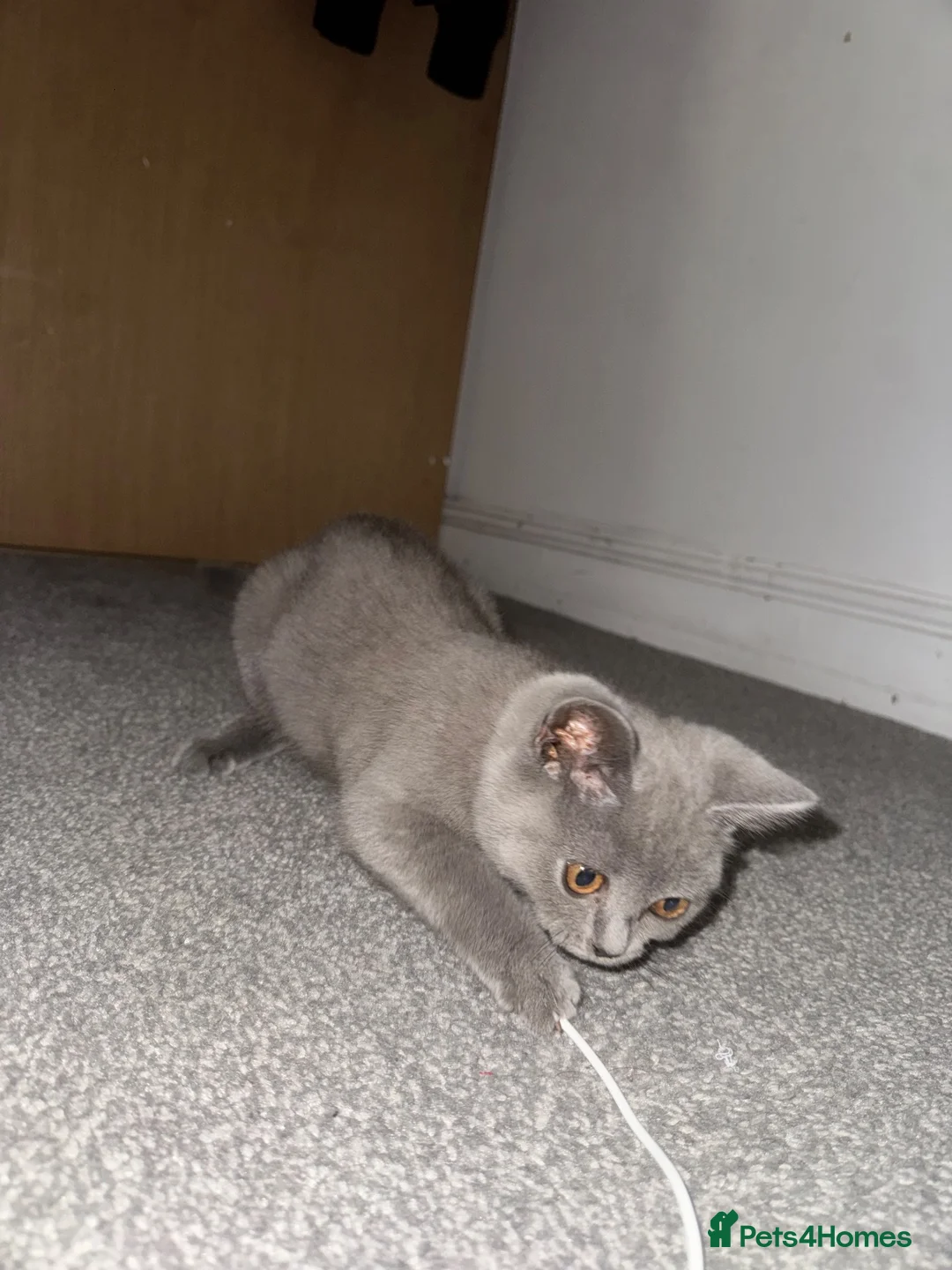British Shorthair cats for sale: British shorthair  in Smethwick - Advert 5