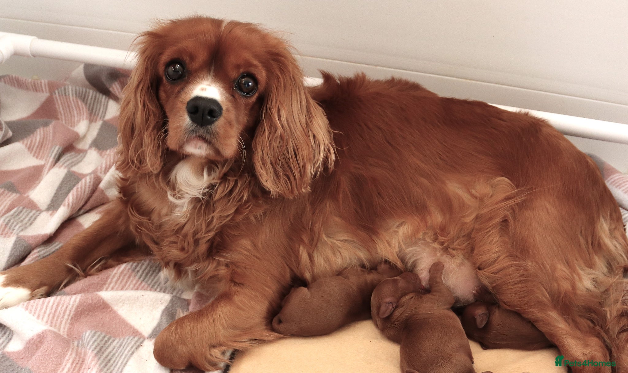 Cavalier King Charles Spaniel dogs Lovely Female Cavalier - Advert 3