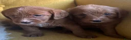 Labradoodle dogs for sale: Health tested F1 Labradoodle Puppies in Harrogate - Advert 21