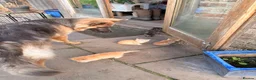 Persian cats for sale: BEAUTIFUL PERSIAN X KITTENS READY NOW - Advert 19