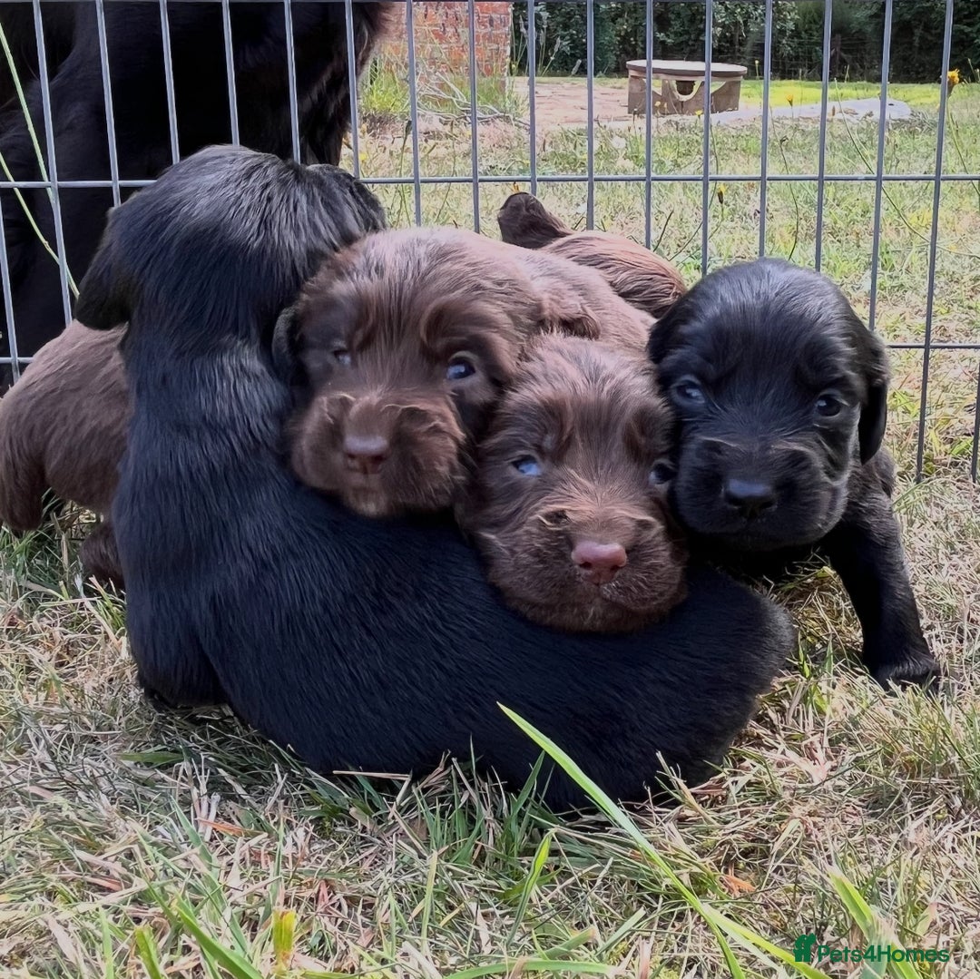 Cocker Spaniel dogs for stud: HEALTH TESTED SMALL TYPE KC COCKER SPANIEL STUD - Image 12