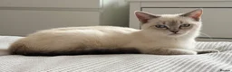 Ragdoll cats for sale: Femal 8 month old half ragdoll in Ripley - Advert 9