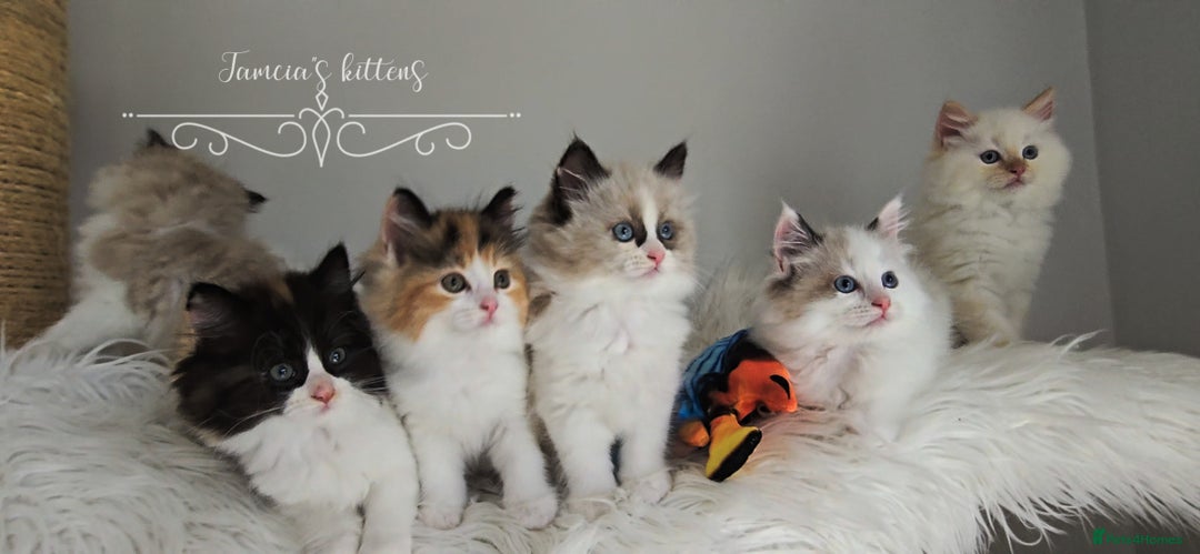 Ragdoll cats for sale: BEAUTIFUL CROSS RAGDOLL/PERSIAN 😻😻😻😻 - Image 19