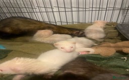 Ferret rodents for sale: Ferrets - Image 3