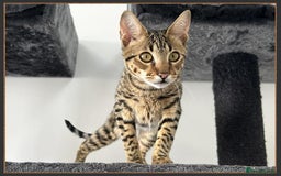 Savannah cats for sale: Dramatically reduced and ready F5 SBT Savannahs in Bingley - Image 12