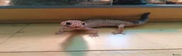 Leopard Gecko reptiles for sale: Rescue Leopard Gecko with full enclosure - Advert 2