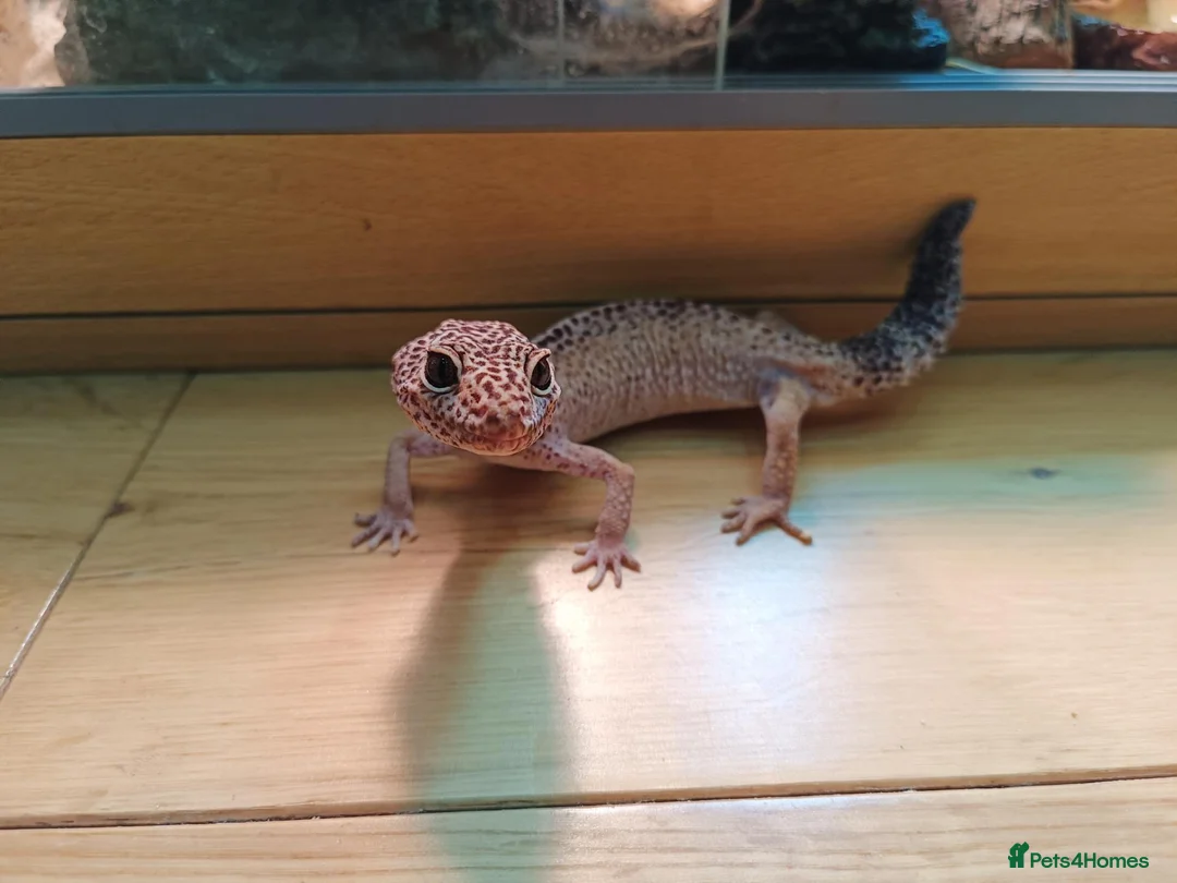 Leopard Gecko reptiles for sale: Rescue Leopard Gecko with full enclosure - Advert 2