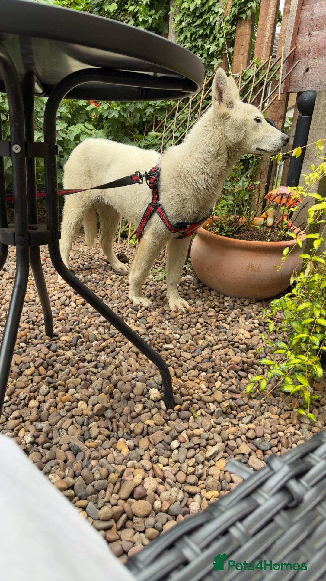 Mixed Breed dogs for sale: Luna the pup - Image 2