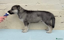 Siberian Husky dogs for sale: Kc Registered Agouti Male Puppy - Image 12