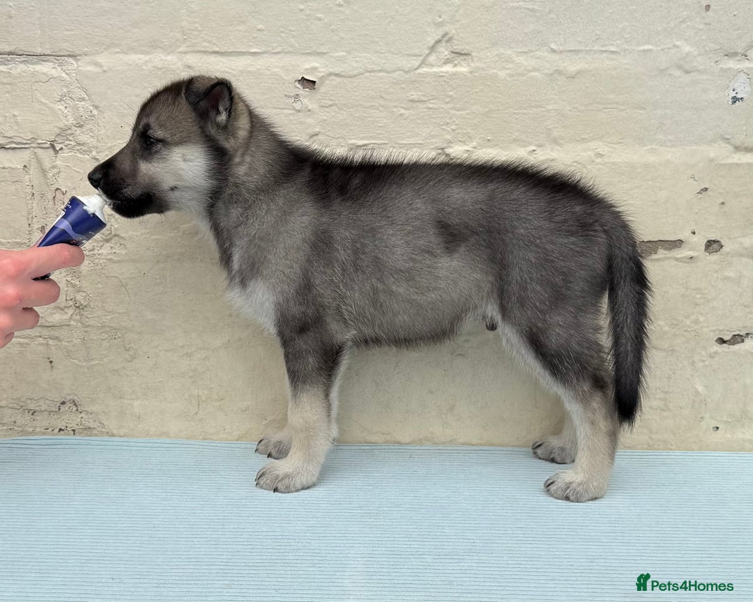 Siberian Husky dogs for sale: Kc Registered Agouti Male Puppy - Image 12