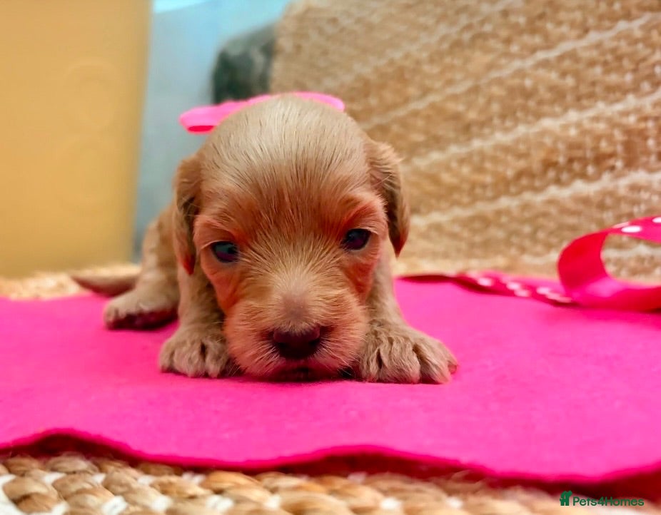 Labradoodle dogs Gorgeous 🌸🌸 F1BB Miniature Labradoodle Puppies - Advert 2