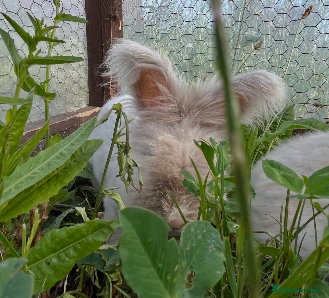Angora rabbits for sale: Pedigree Full Faced & Maxi Faced English Angoras - Image 12