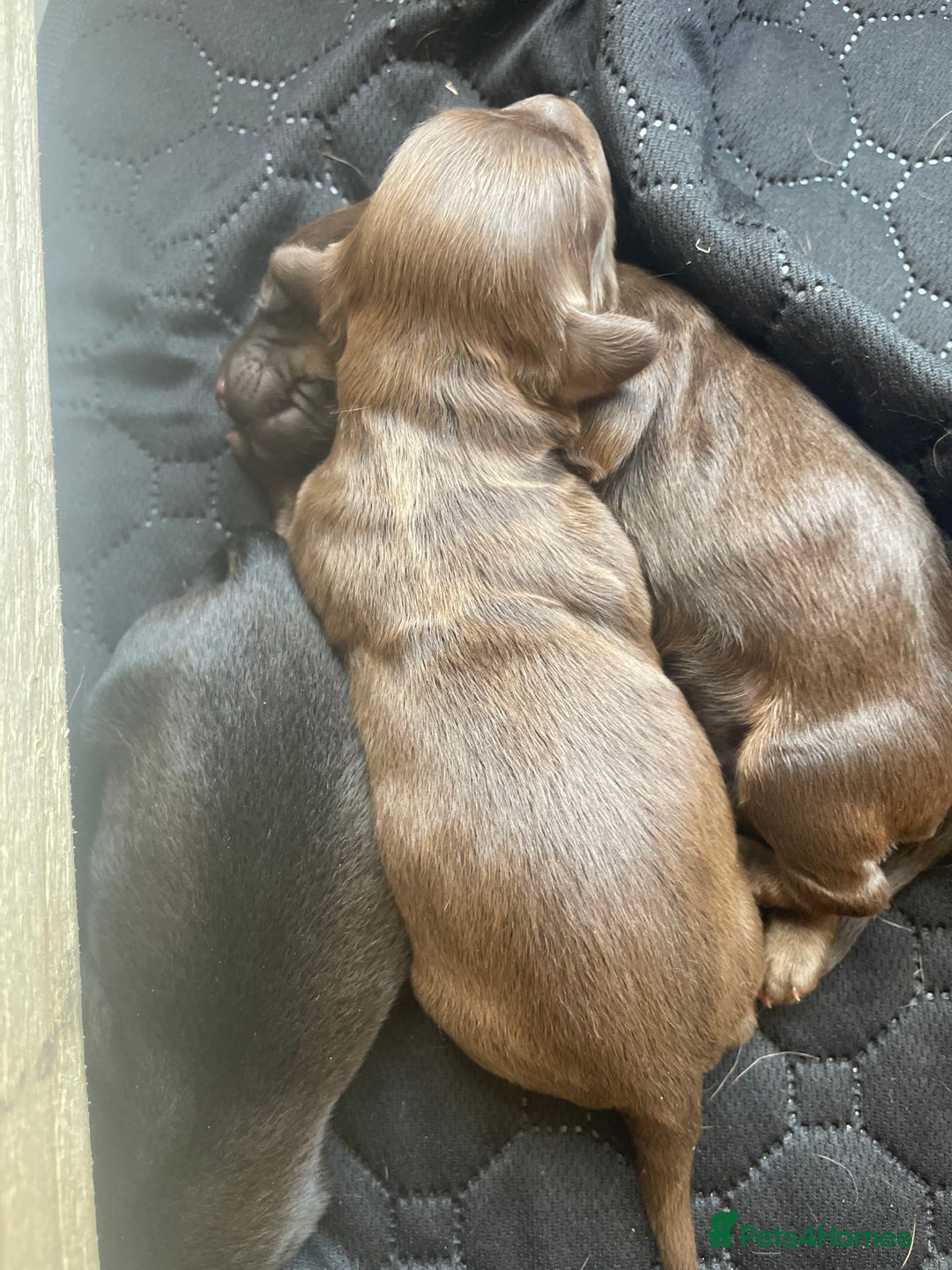 Mixed Breed dogs for sale: Dachshund Cross Pups - Image 5