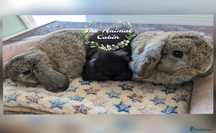 Mini Lop rabbits - Advert 3