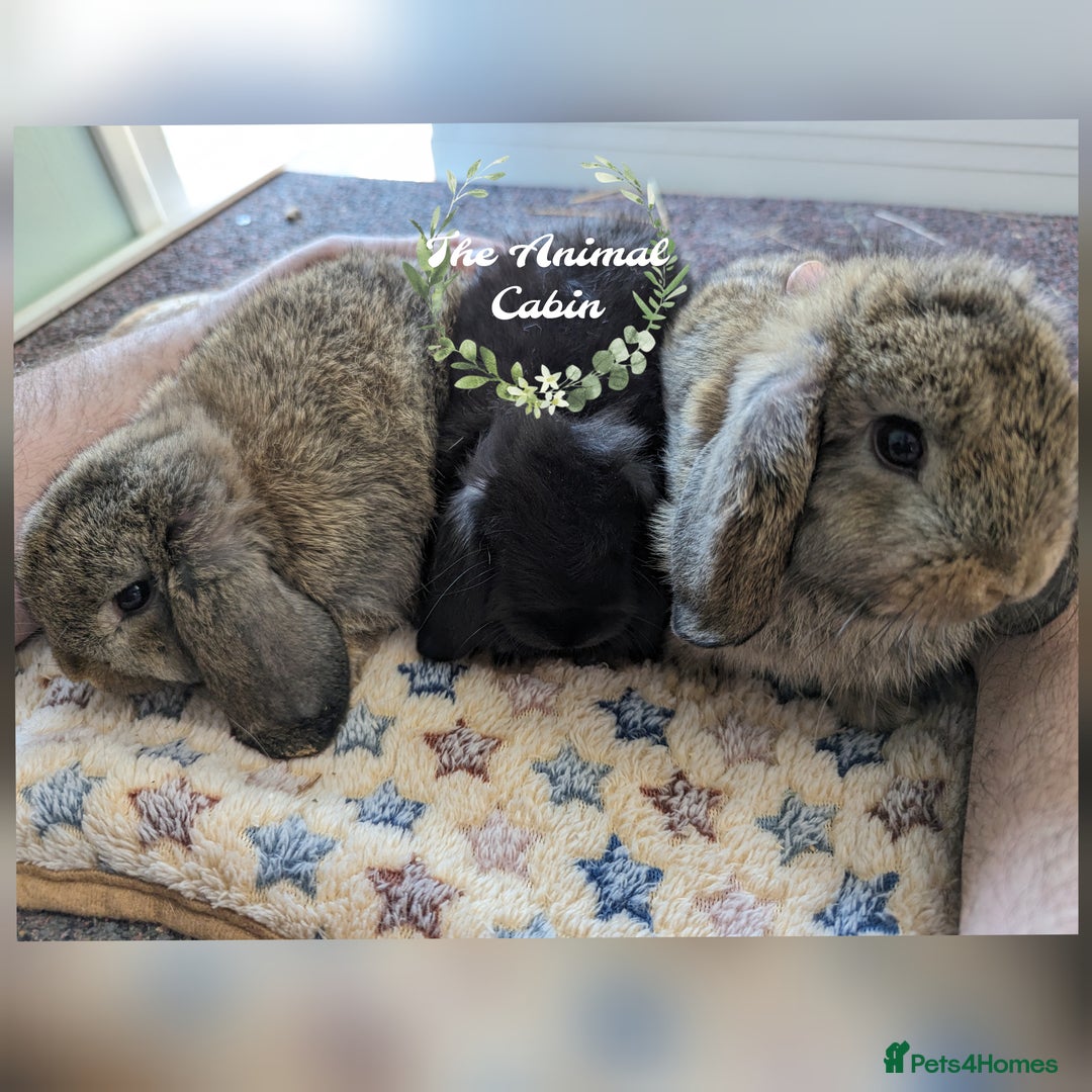 Mini Lop rabbits for sale: Gorgeous pure mini lops. Very friendly! - Image 1