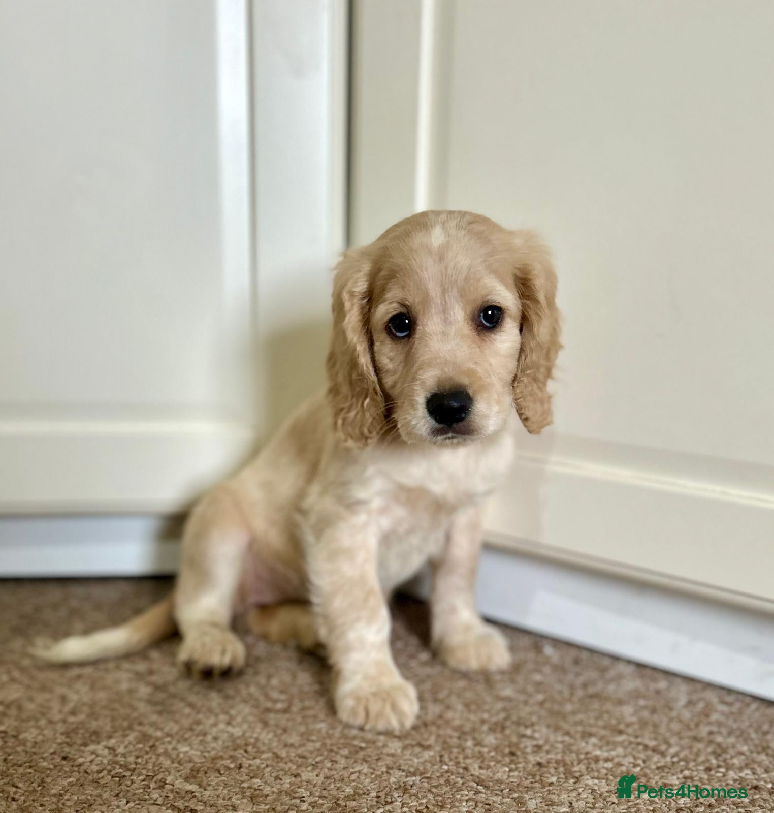 Mixed Breed dogs Cocker spaniel cross cocker/Australian shepherd  - Advert 10