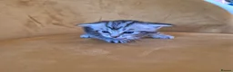 Mixed Breed cats for sale: Maine Coon Cross fluffy kittens  - Advert 2