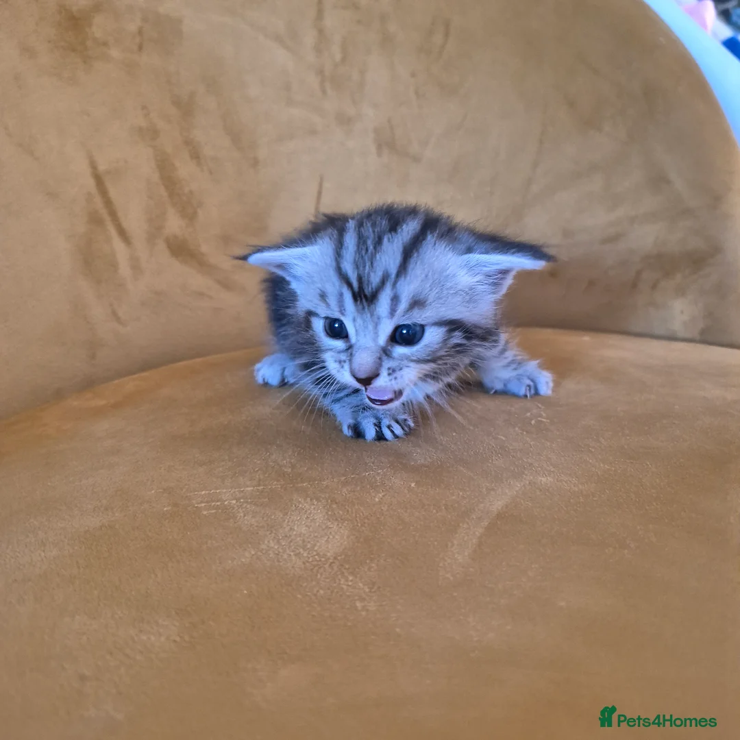Mixed Breed cats for sale: Maine Coon Cross fluffy kittens  - Advert 2