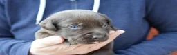 Labrador Retriever dogs for sale: Chocolate Labrador puppies Kc reg health tested - Advert 10