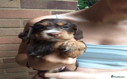 Cocker Spaniel dogs for sale: Gamekeeper bred Working Cocker Spaniels - Image 1