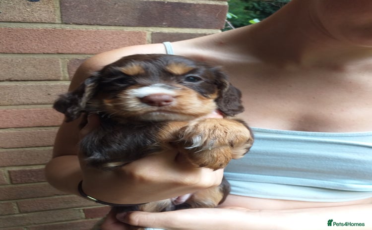 Cocker Spaniel dogs - Advert 9