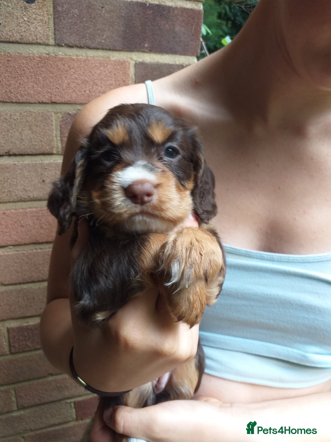 Cocker Spaniel dogs for sale: Gamekeeper bred Working Cocker Spaniels - Image 1