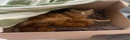 Mixed Breed cats for sale: Mixed Breed Kittens for sale - Advert 2