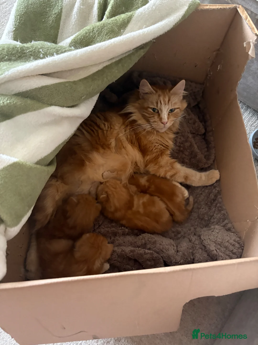 Mixed Breed cats for sale: Mixed Breed Kittens for sale - Advert 2