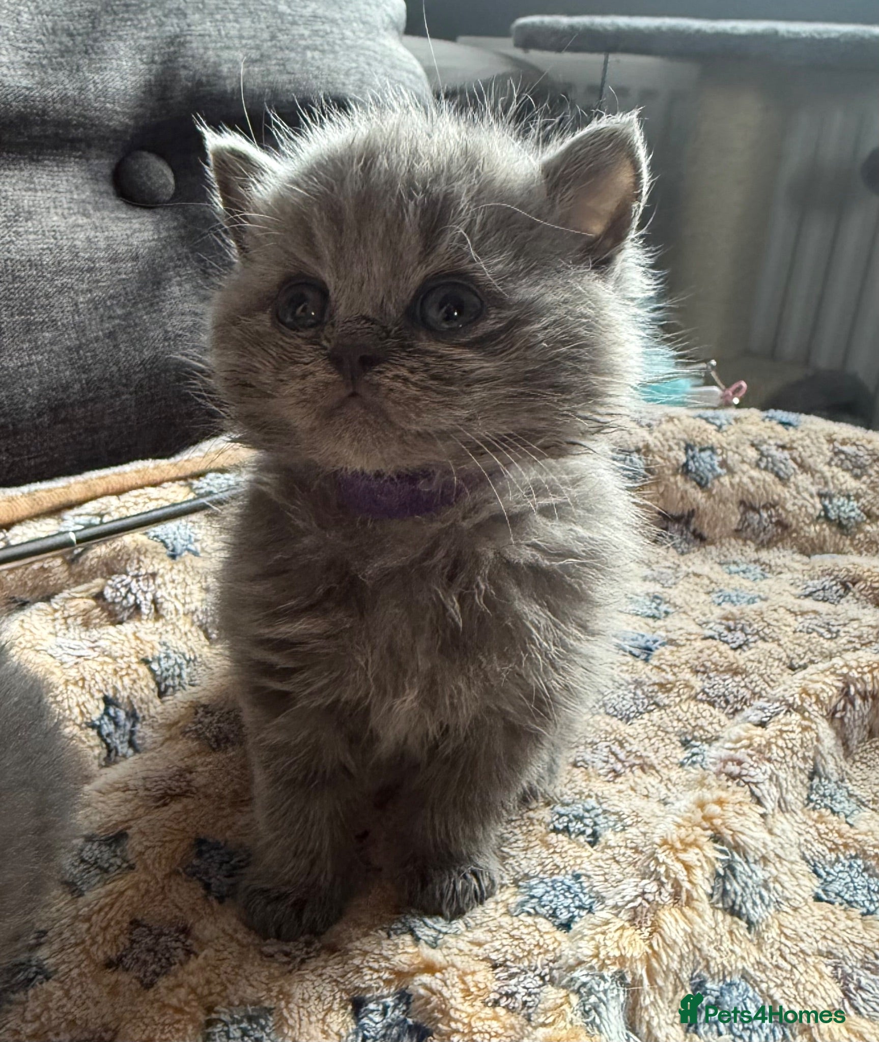 British Shorthair cats Gorgeous British Short Hair - Advert 1