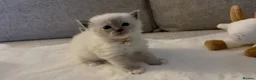 Ragdoll cats for sale: Ragdoll Babies ❤️ - Advert 3