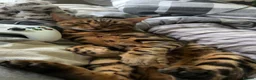 Bengal cats for sale: Male bengal  - Advert 4